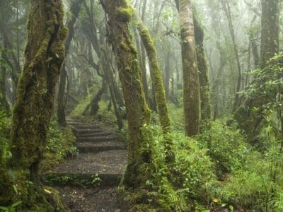 Parque Nacional Braulio Carrillo en Costa Rica